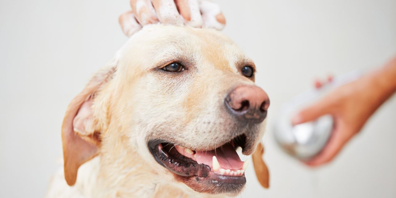 Top 10 Best Dog Shampoo of 2024