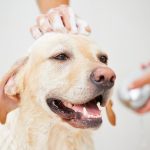 Top 10 Best Dog Shampoo of [y]
