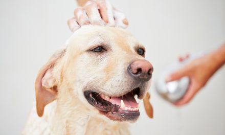 Top 10 Best Dog Shampoo of 2023