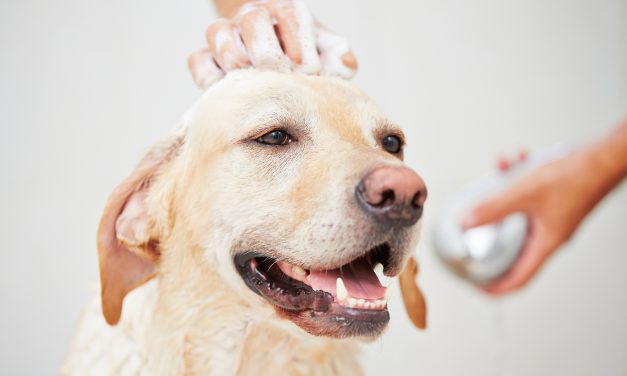 Top 10 Best Dog Shampoo of 2022